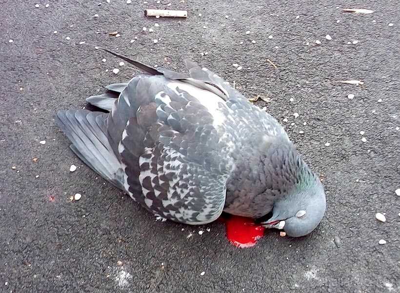 Отшумел тот клен…сергею дроздову — легендарному солисту виа «синяя птица» посвящается